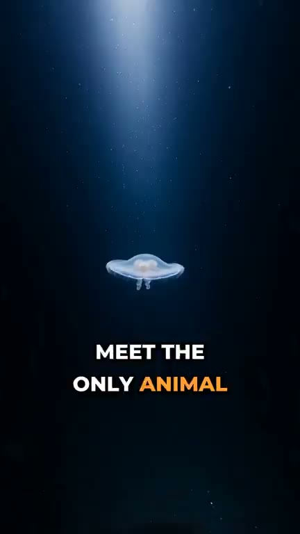 A real run of the Captioned AI Short template (1 of 4)