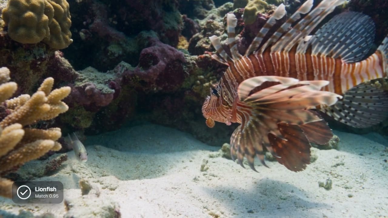 A lionfish fanning its spines on a reef, passed by the check at 0.95