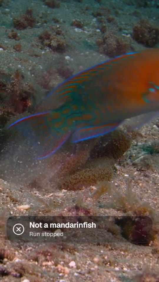 A wrasse over rubble, rendered for a mandarinfish slot, stopped by the check